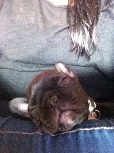 Fransk bulldog Dex billede 6