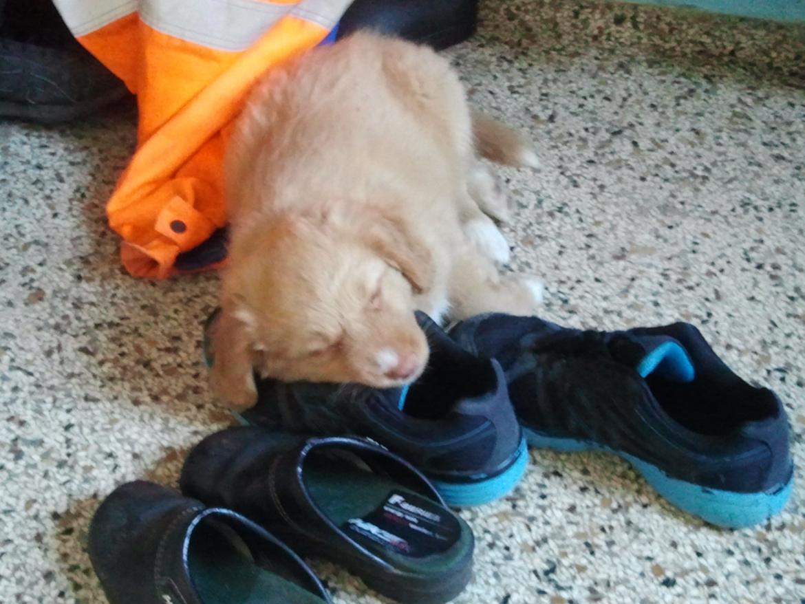 Nova scotia duck tolling retriever Shaggy Toller`s Foxy Ayla billede 25