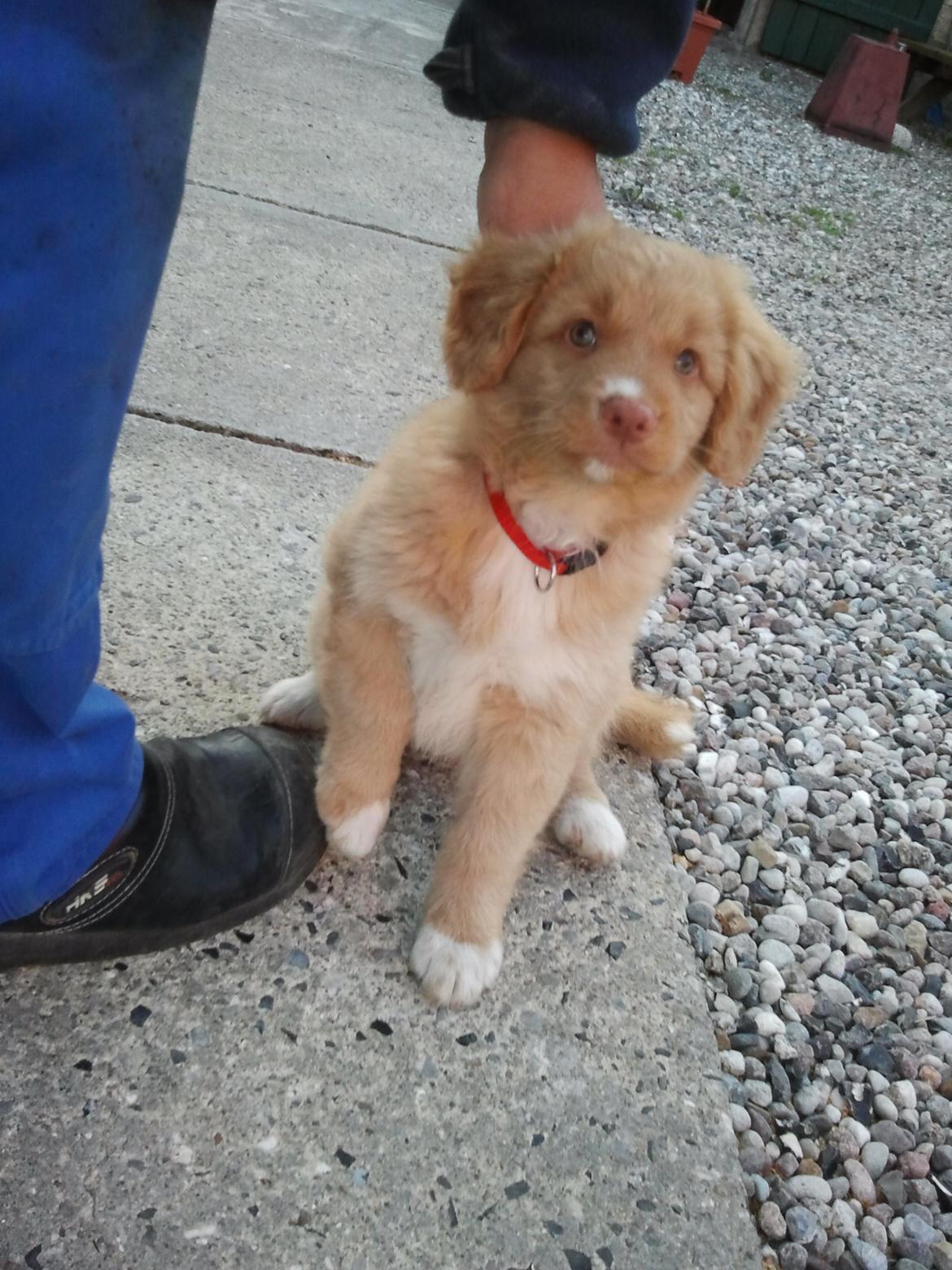 Nova scotia duck tolling retriever Shaggy Toller`s Foxy Ayla billede 24