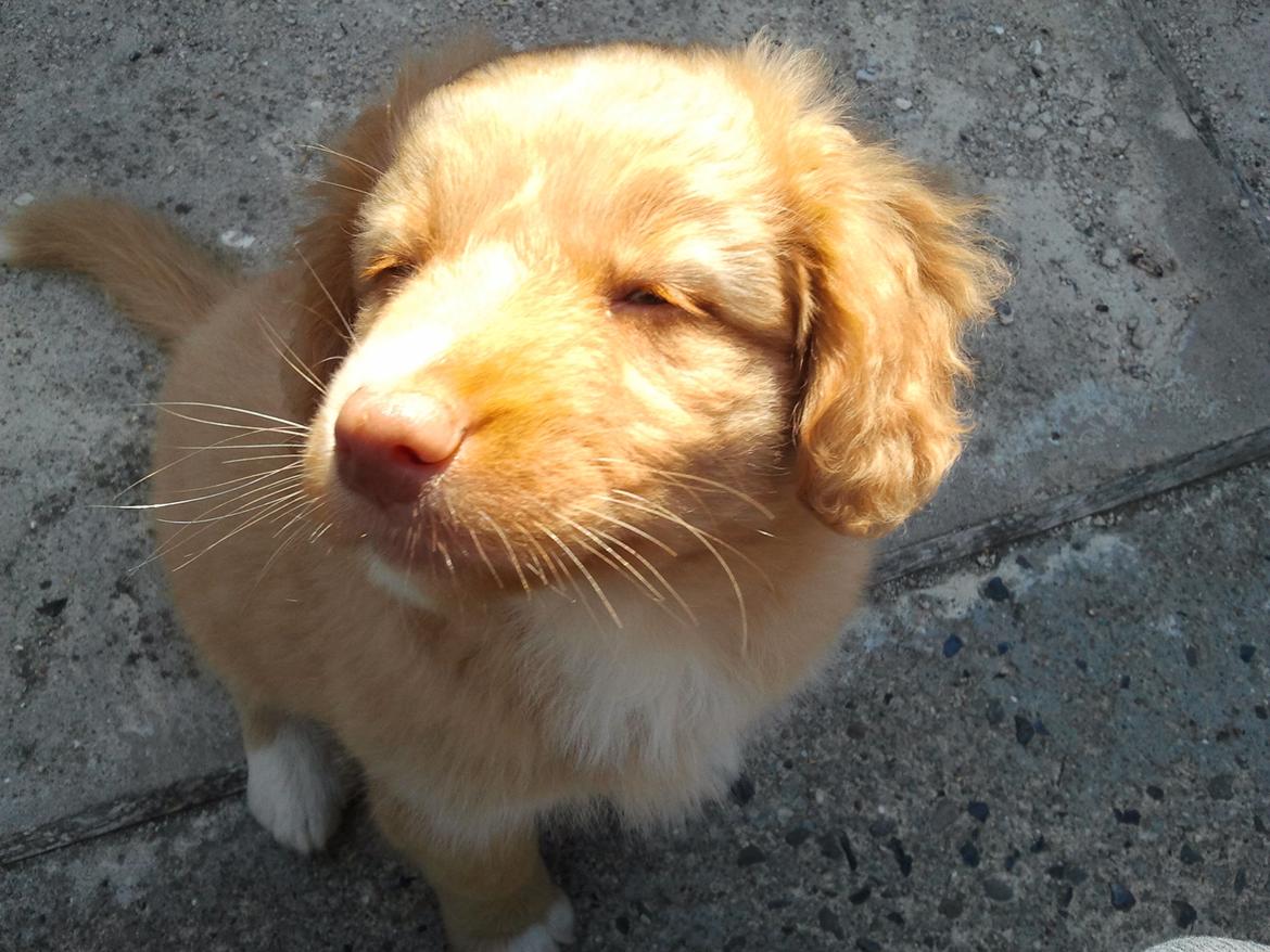 Nova scotia duck tolling retriever Shaggy Toller`s Foxy Ayla billede 22