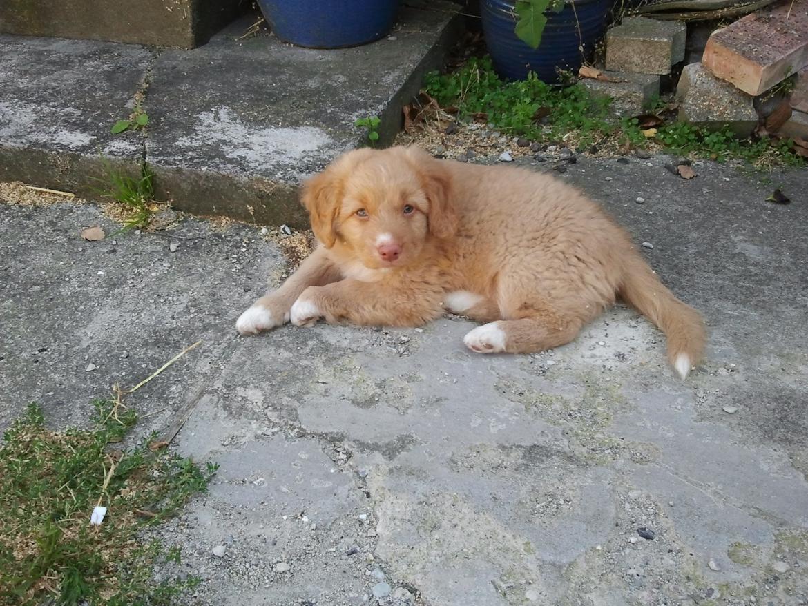 Nova scotia duck tolling retriever Shaggy Toller`s Foxy Ayla billede 26