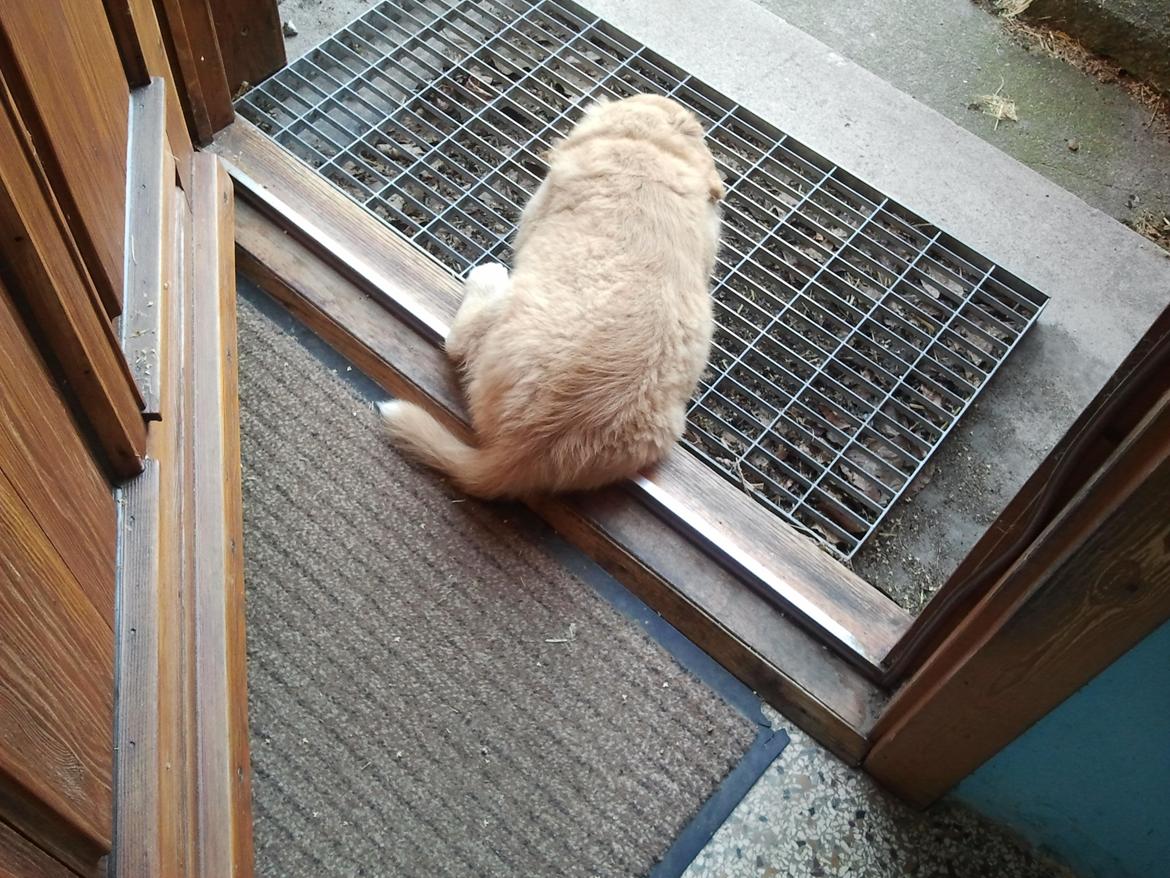 Nova scotia duck tolling retriever Shaggy Toller`s Foxy Ayla billede 27