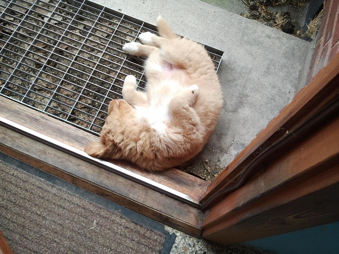 Nova scotia duck tolling retriever Shaggy Toller`s Foxy Ayla billede 28