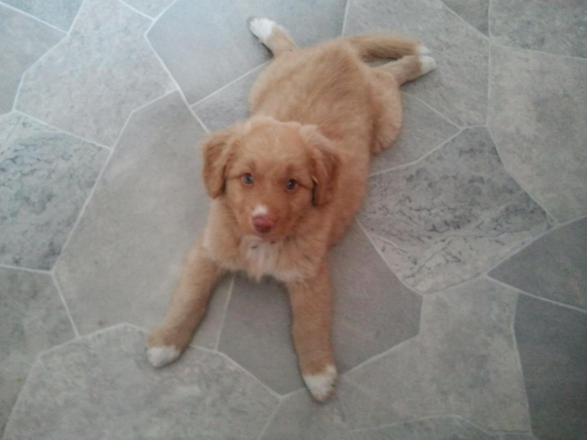 Nova scotia duck tolling retriever Shaggy Toller`s Foxy Ayla billede 21