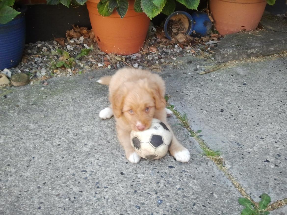 Nova scotia duck tolling retriever Shaggy Toller`s Foxy Ayla billede 23