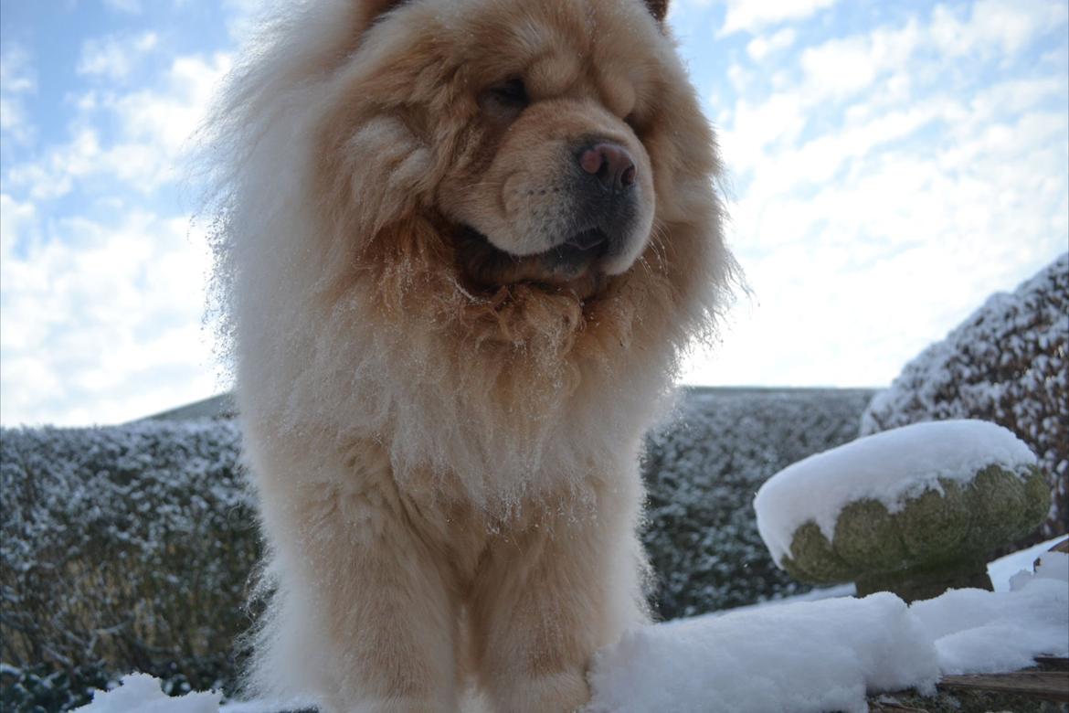 Chow chow Caecar billede 1