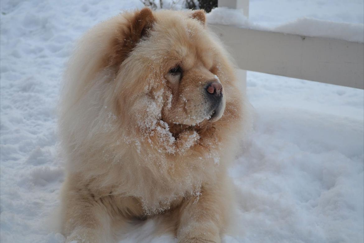 Chow chow Caecar billede 2