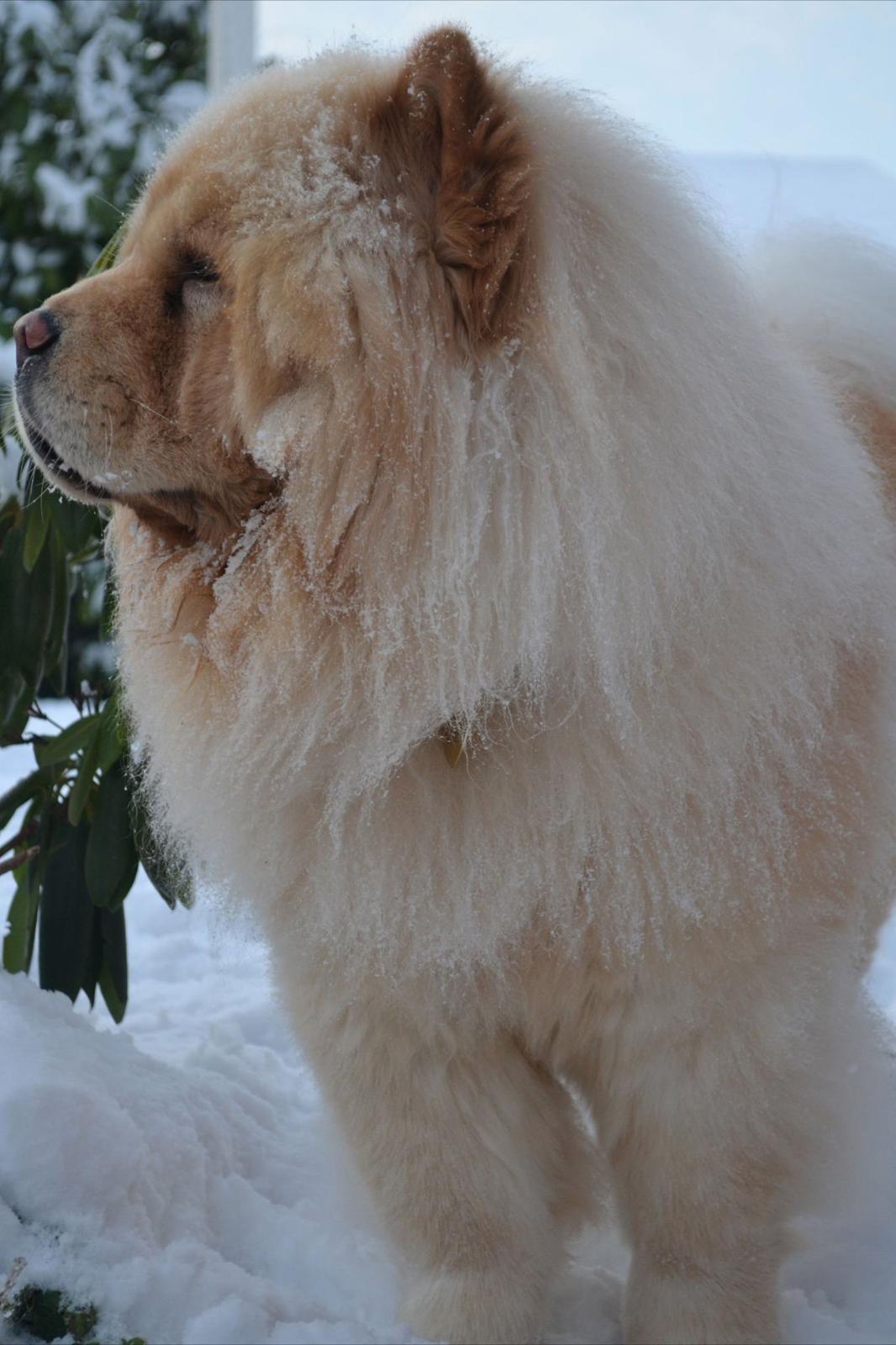 Chow chow Caecar billede 3