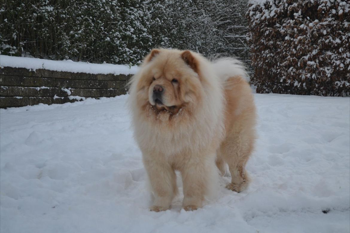 Chow chow Caecar billede 4