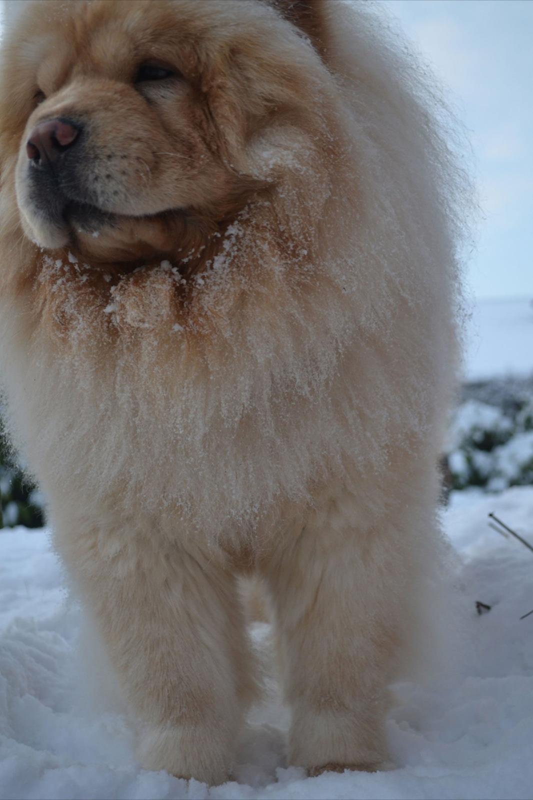 Chow chow Caecar billede 5