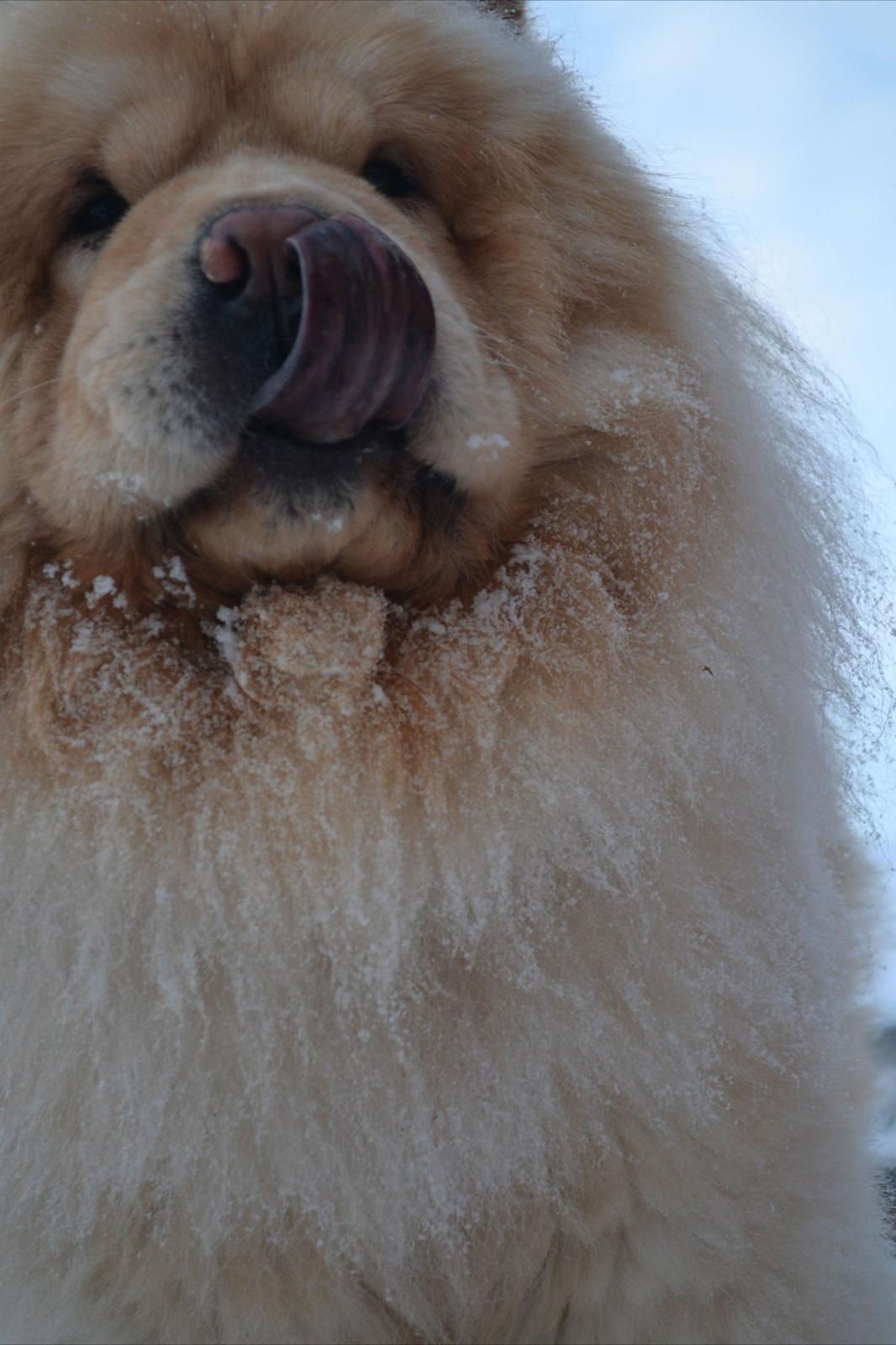 Chow chow Caecar billede 6