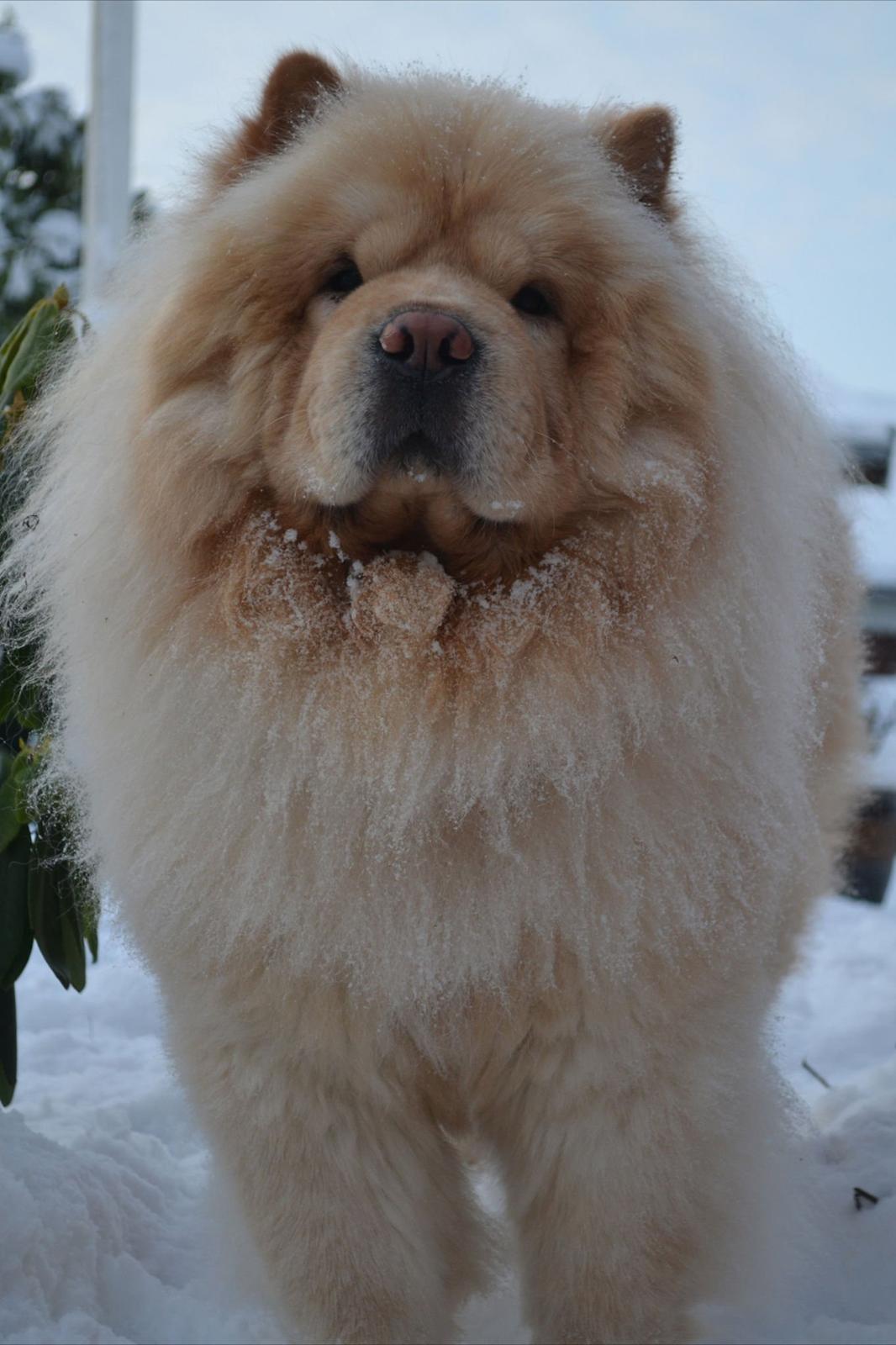 Chow chow Caecar billede 7