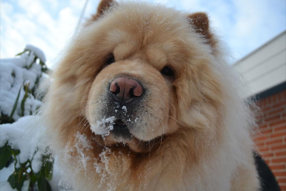 Chow chow Caecar billede 8