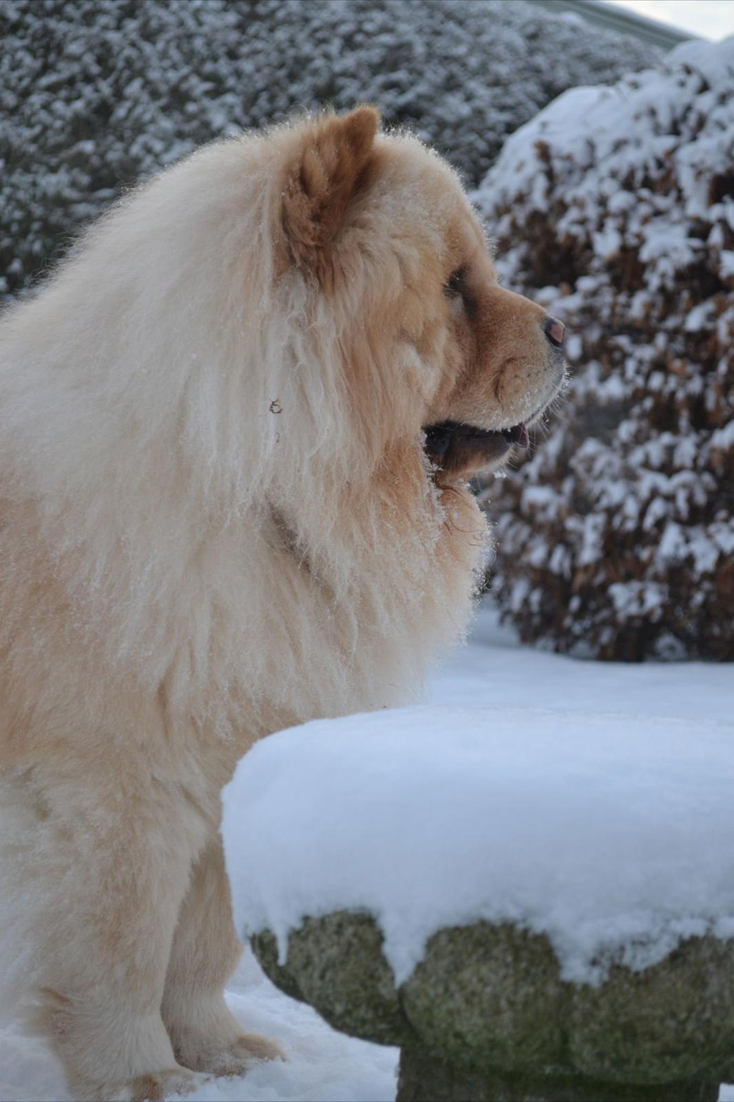 Chow chow Caecar billede 9