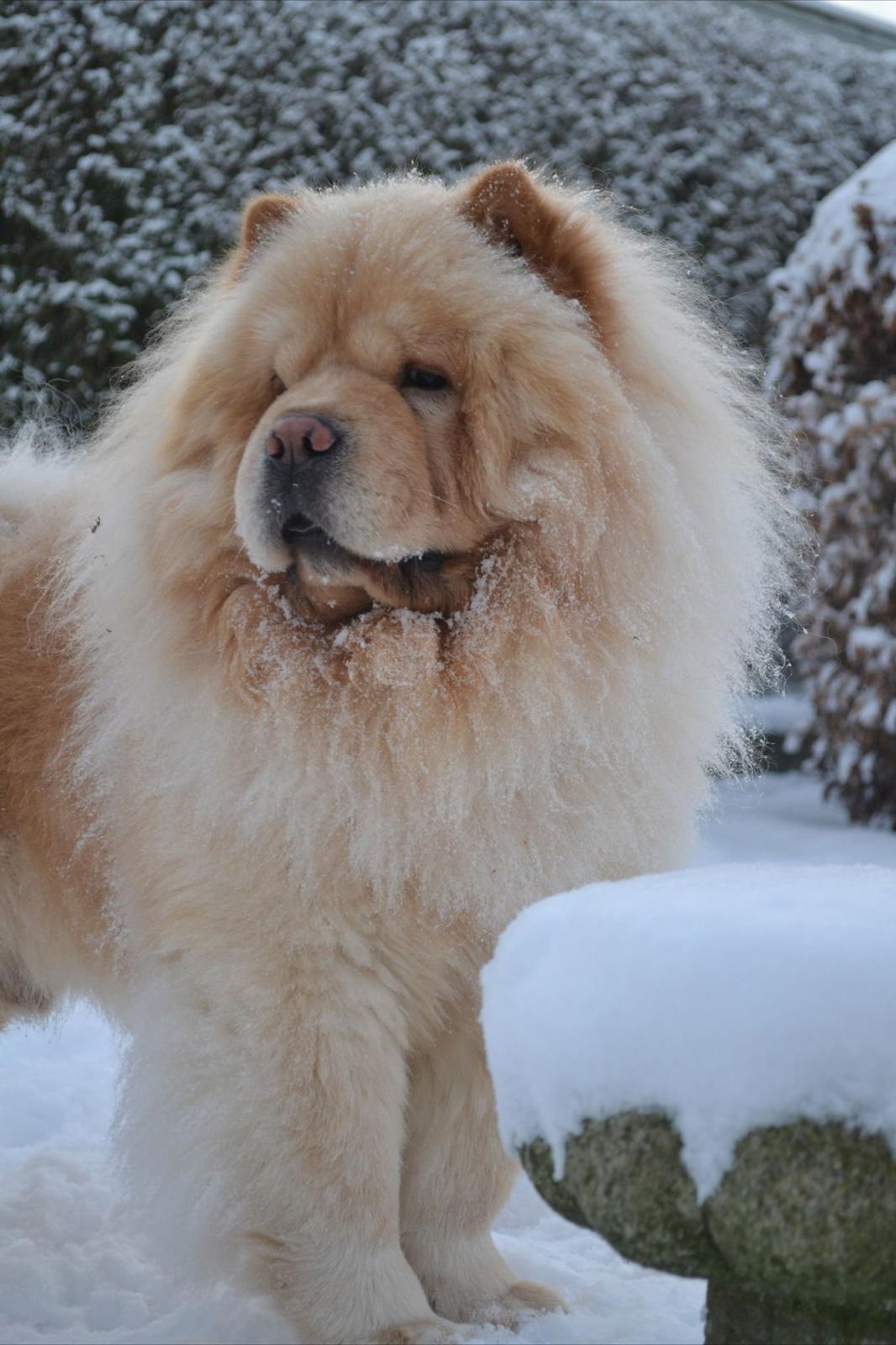 Chow chow Caecar billede 10