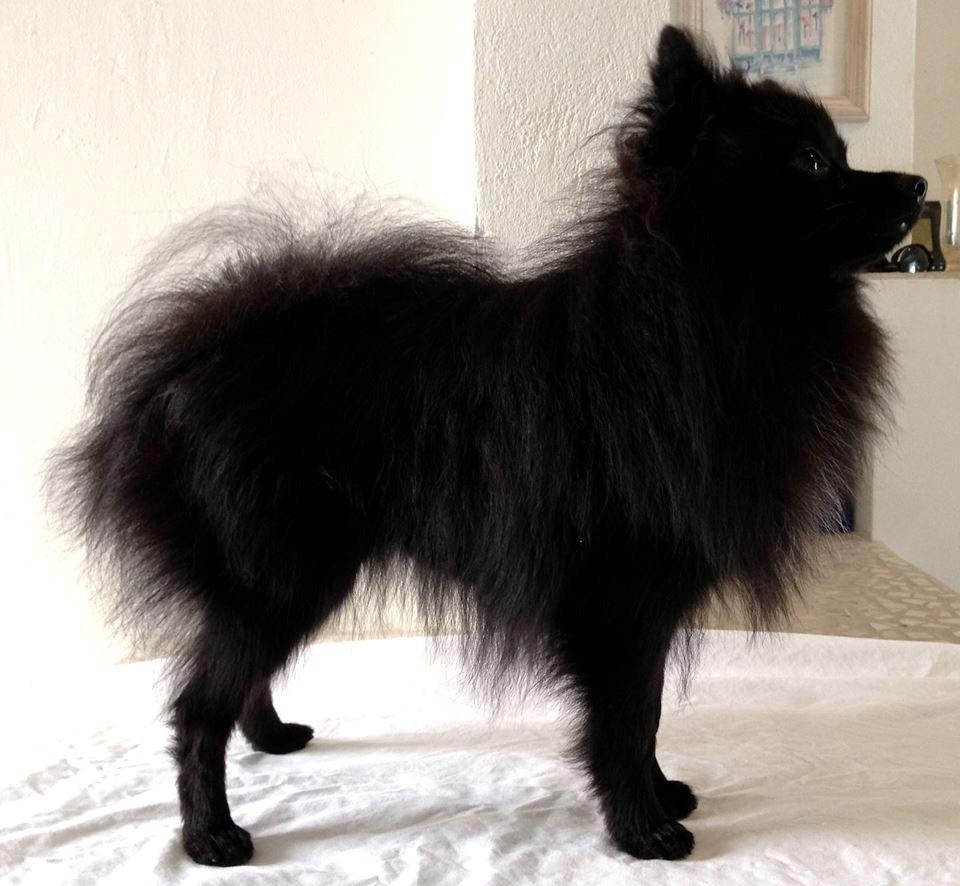 Pomeranian Liam - Liam 1 år billede 1