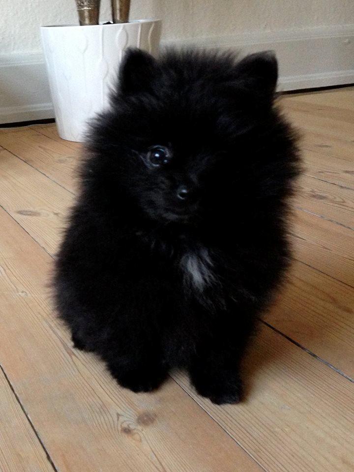 Pomeranian Liam - Liam som baby, Nåååhr lille pus.  billede 2