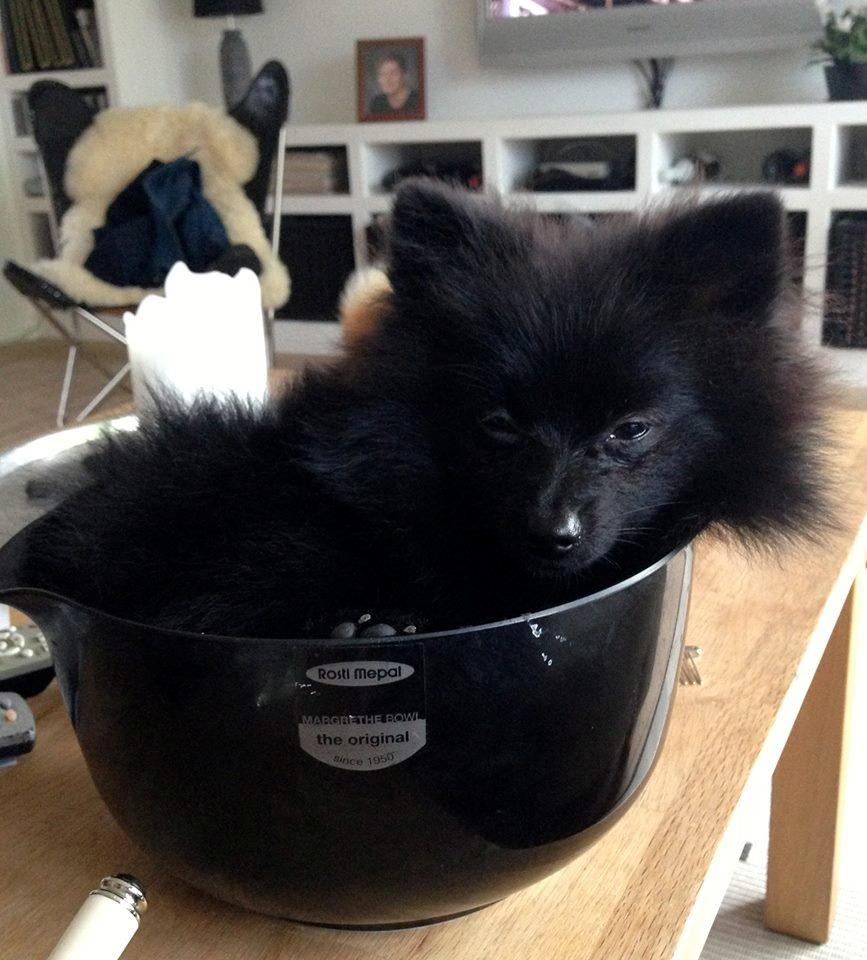 Pomeranian Liam - Liam vejer 2,8 kg billede 5