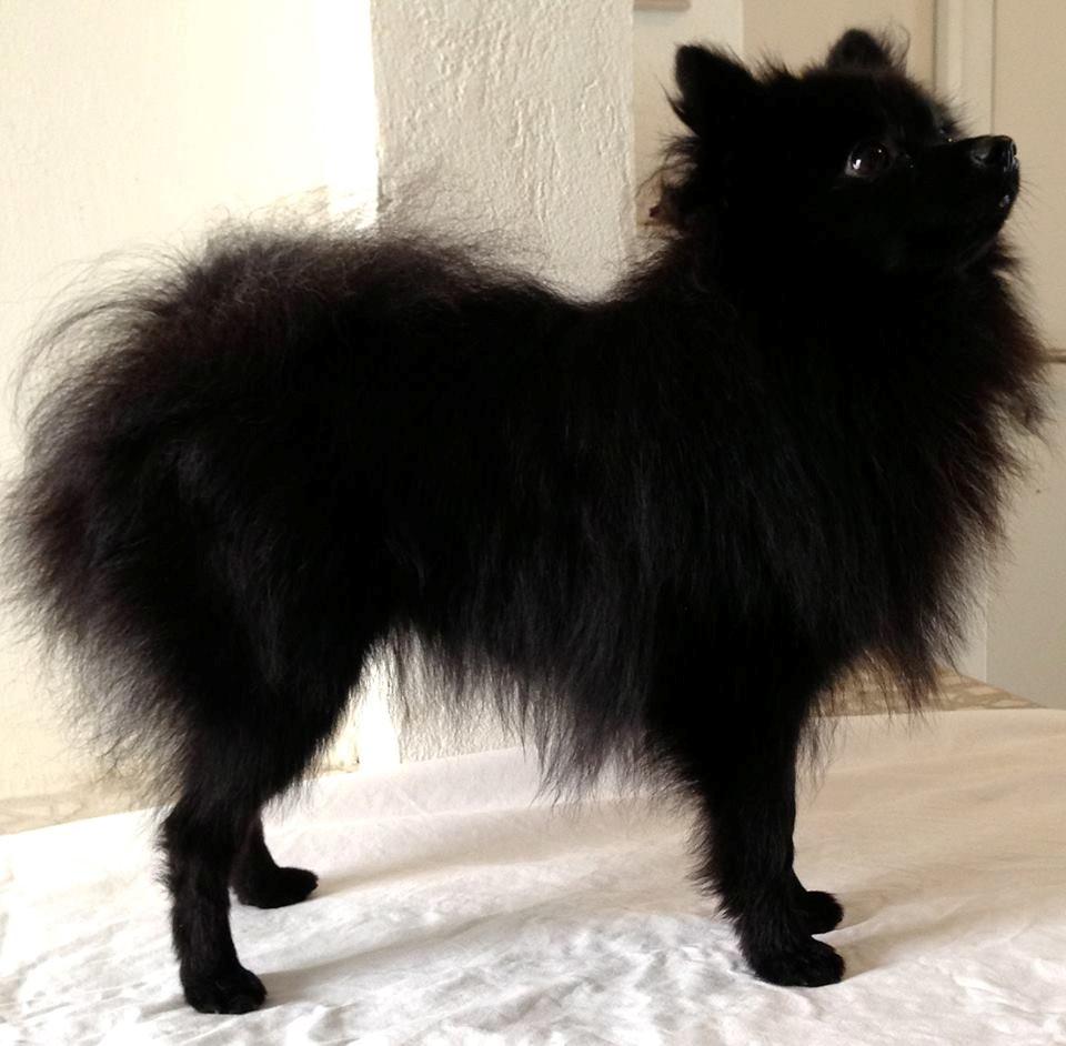 Pomeranian Liam - Liam  flotter fyr billede 6