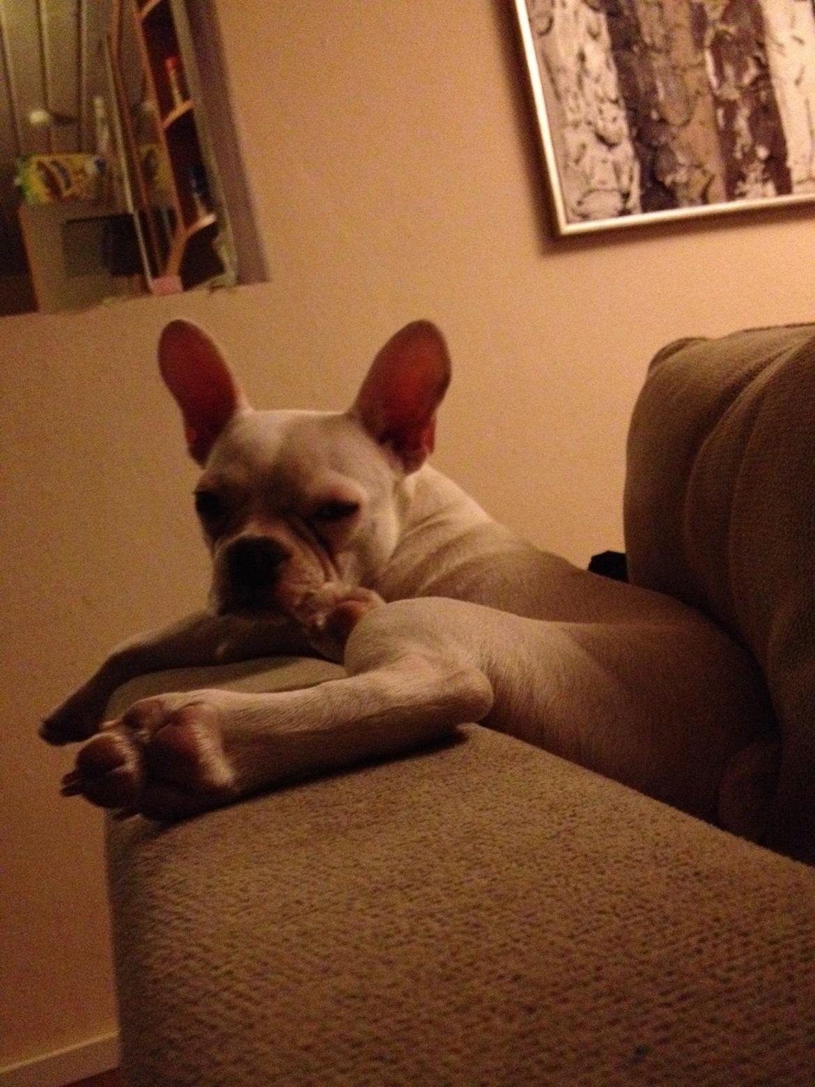 Fransk bulldog Dolly billede 1