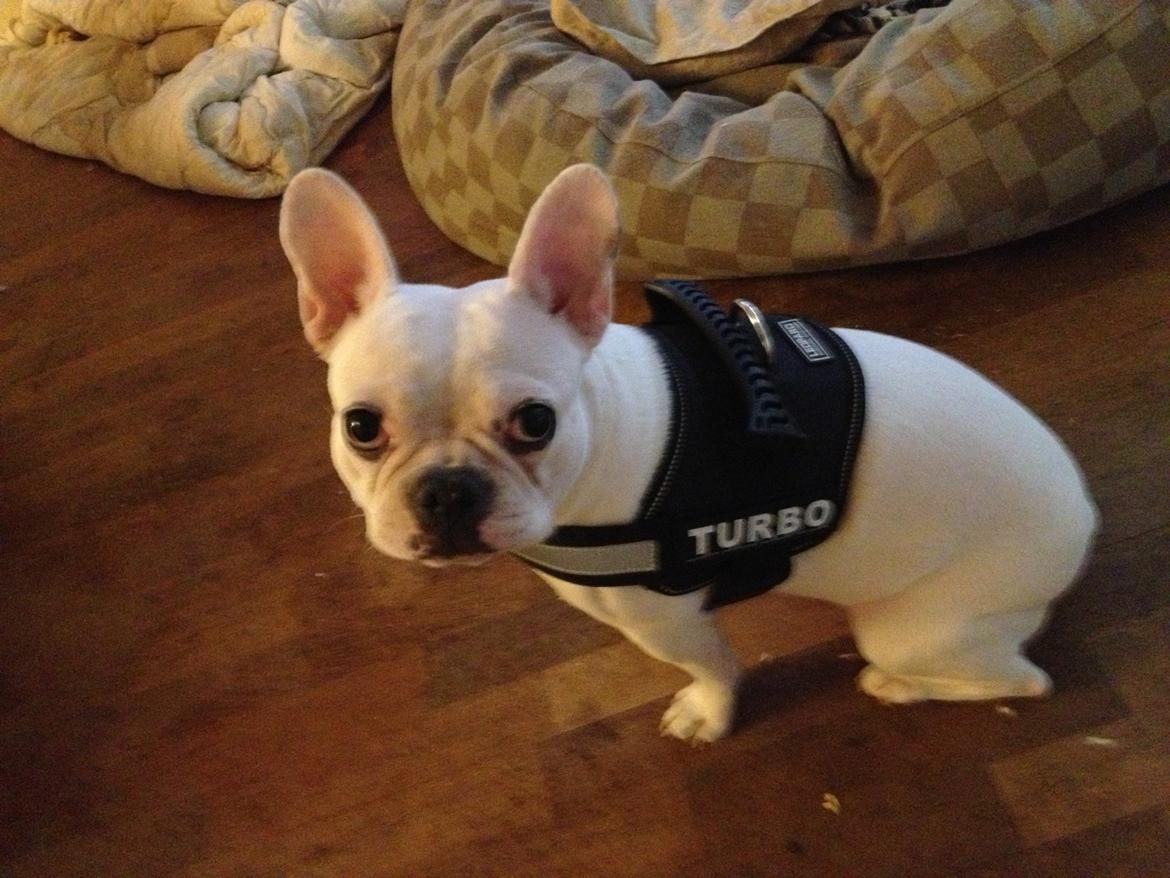 Fransk bulldog Dolly billede 2