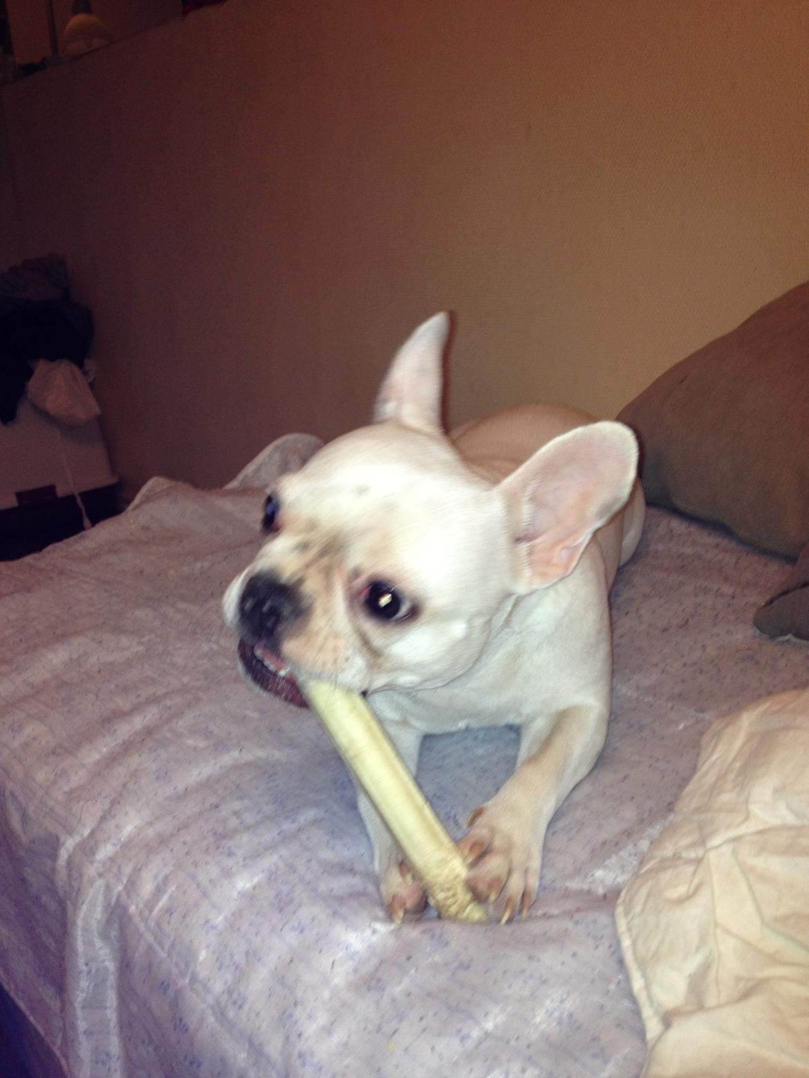 Fransk bulldog Dolly billede 3