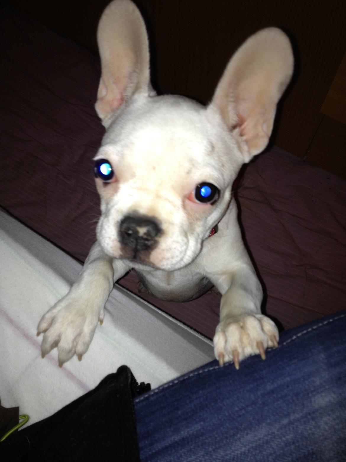 Fransk bulldog Dolly billede 4