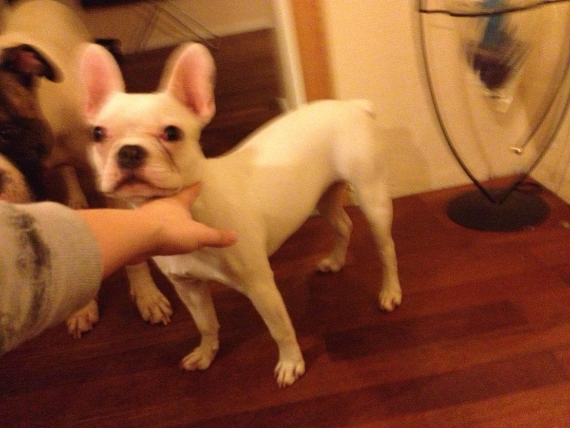 Fransk bulldog Dolly billede 5