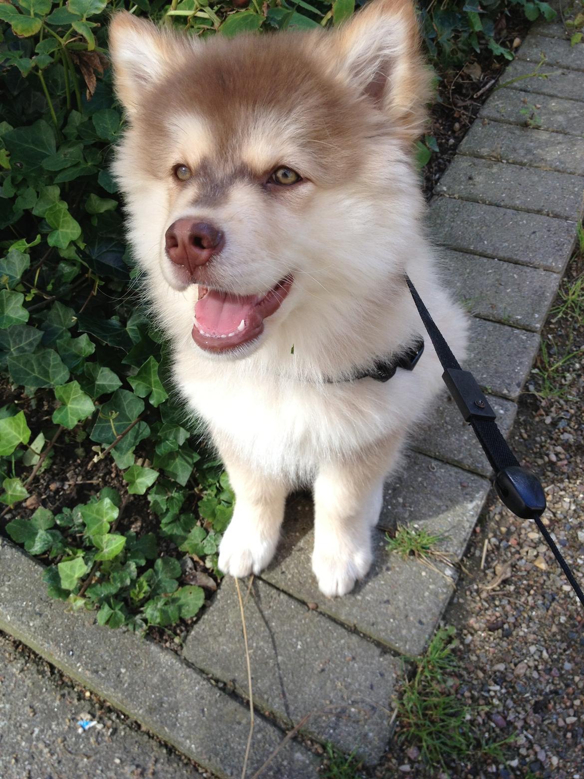 Finsk lapphund Cody  (Almlieds Isaac) billede 16
