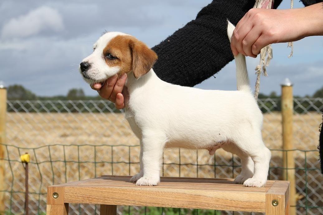 Jack russell terrier Kajsenborg's Jack Sparrow billede 17