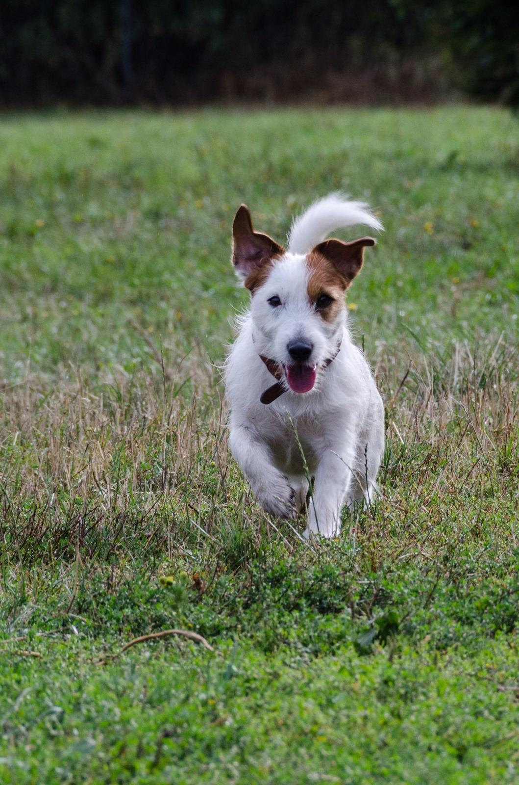 Jack russell terrier Kajsenborg's Jack Sparrow billede 7