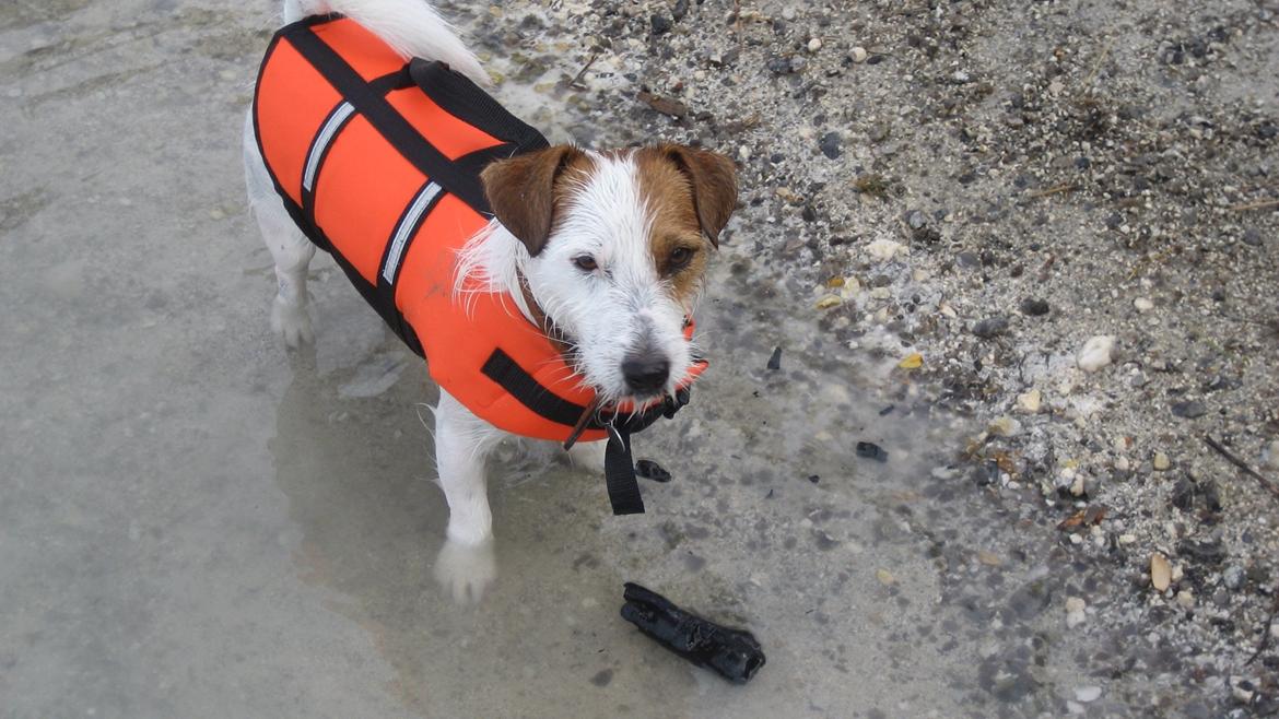 Jack russell terrier Kajsenborg's Jack Sparrow billede 18