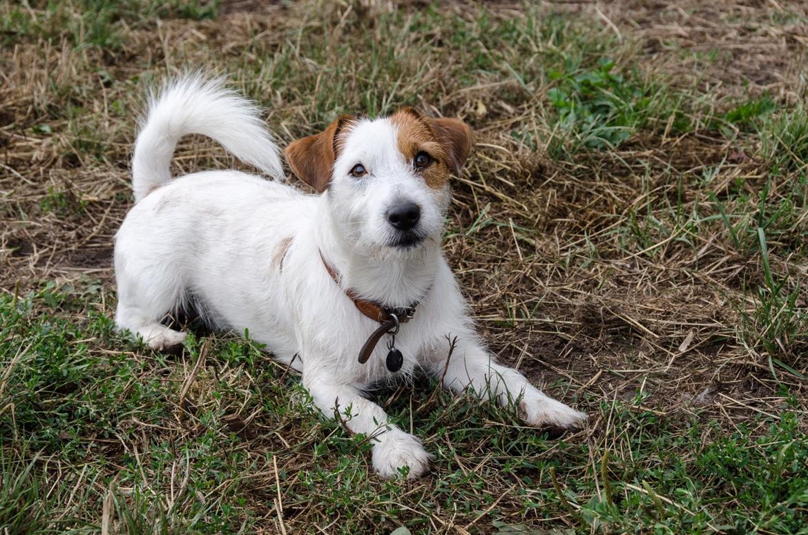 Jack russell terrier Kajsenborg's Jack Sparrow billede 19