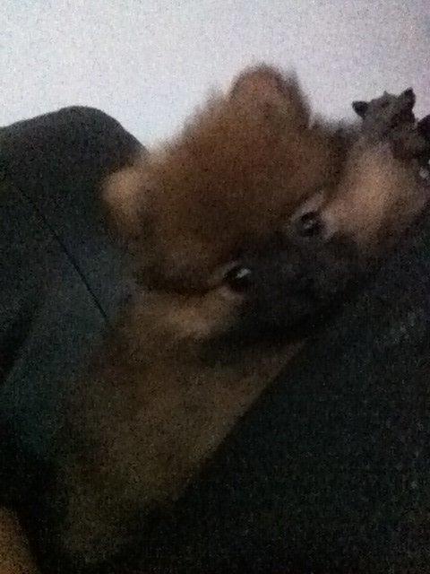 Pomeranian Stuart Jr. billede 1