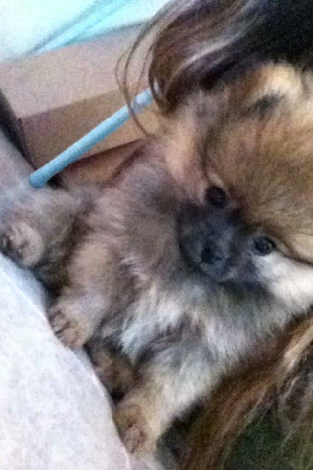 Pomeranian Stuart Jr. billede 2