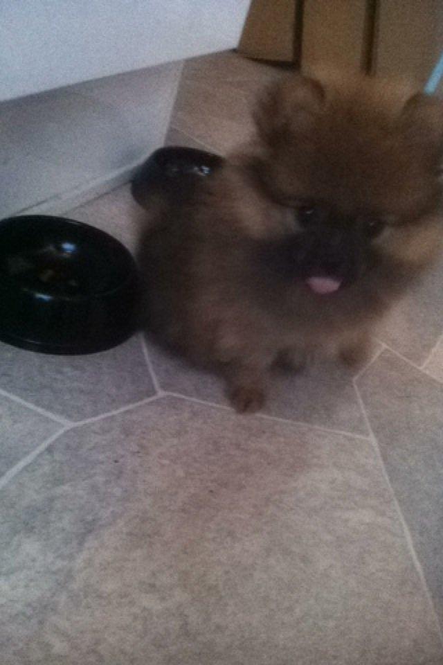Pomeranian Stuart Jr. billede 3