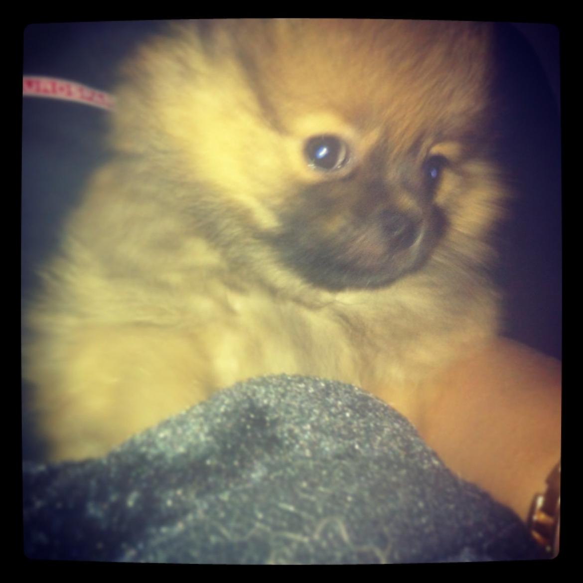 Pomeranian Stuart Jr. billede 4
