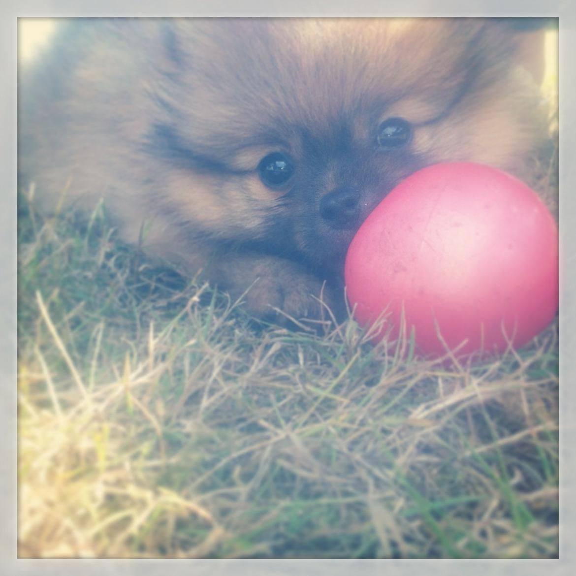 Pomeranian Stuart Jr. billede 5