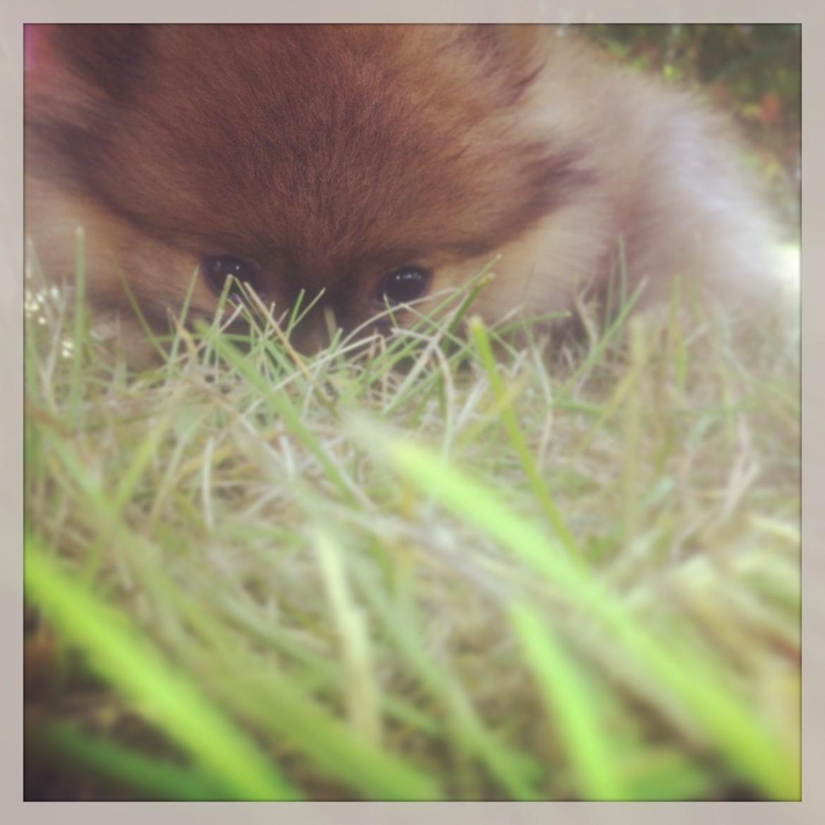 Pomeranian Stuart Jr. billede 6