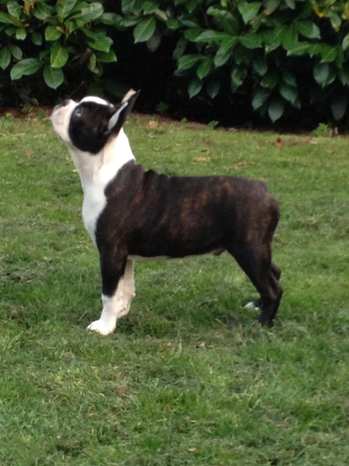 Boston terrier Multi-CH Westlund As Good As It Gets aka Pepsi billede 18