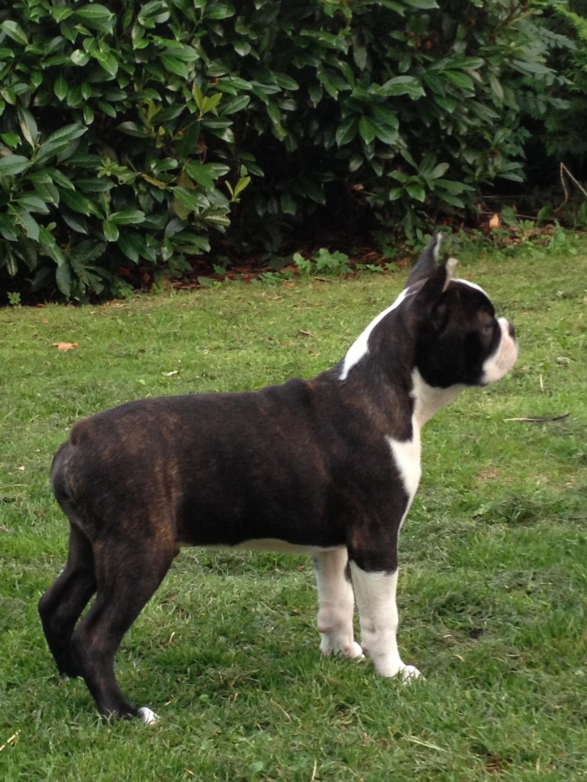 Boston terrier Multi-CH Westlund As Good As It Gets aka Pepsi billede 19