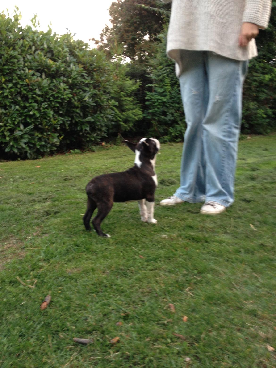 Boston terrier Multi-CH Westlund As Good As It Gets aka Pepsi billede 20