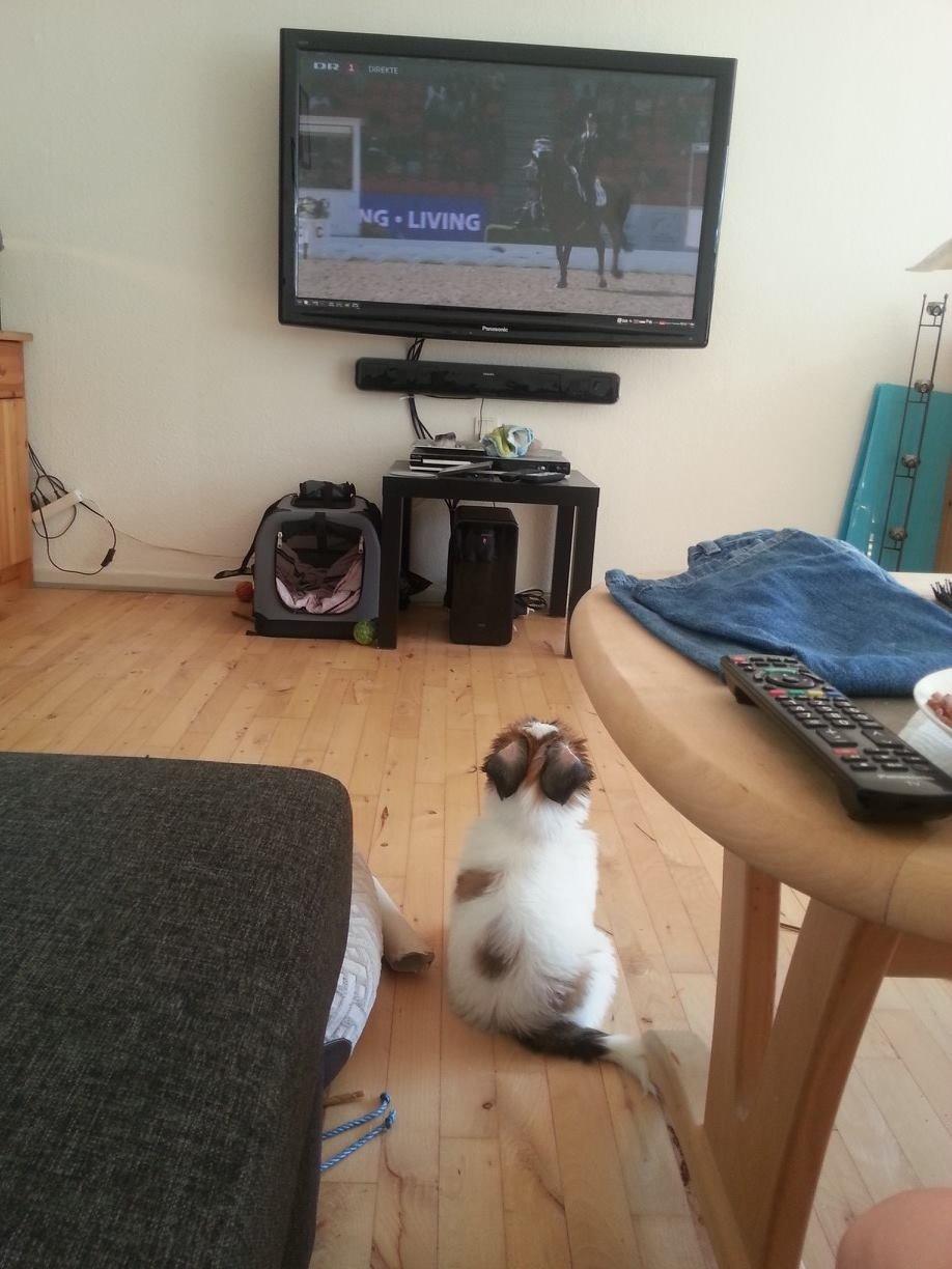 Lhasa apso Bibi Friis  billede 6