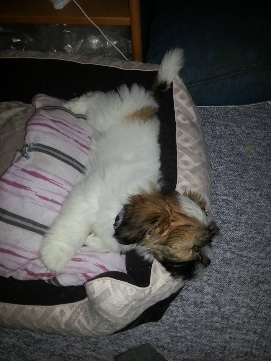 Lhasa apso Bibi Friis  billede 7