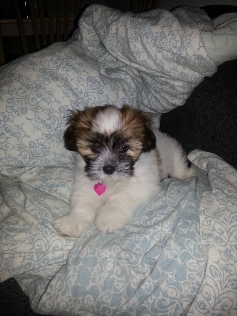 Lhasa apso Bibi Friis  billede 8