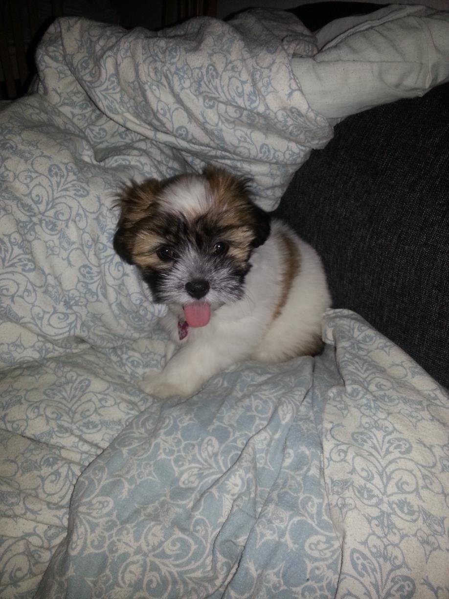 Lhasa apso Bibi Friis  billede 9