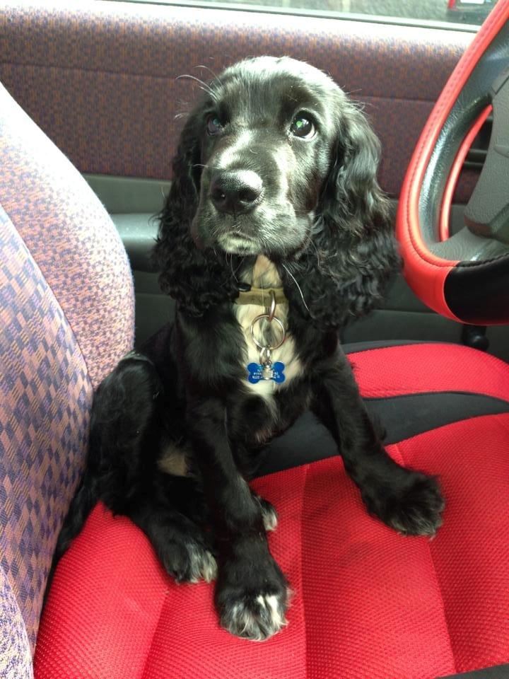 Cocker spaniel Koma - Velkommen til min profil :-) Smid gerne en stemme eller kommentar :-D billede 36