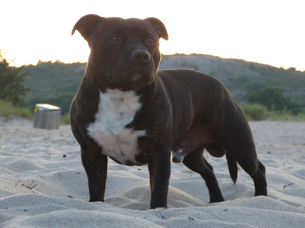 Staffordshire bull terrier Enzo - Sandvig strand billede 17