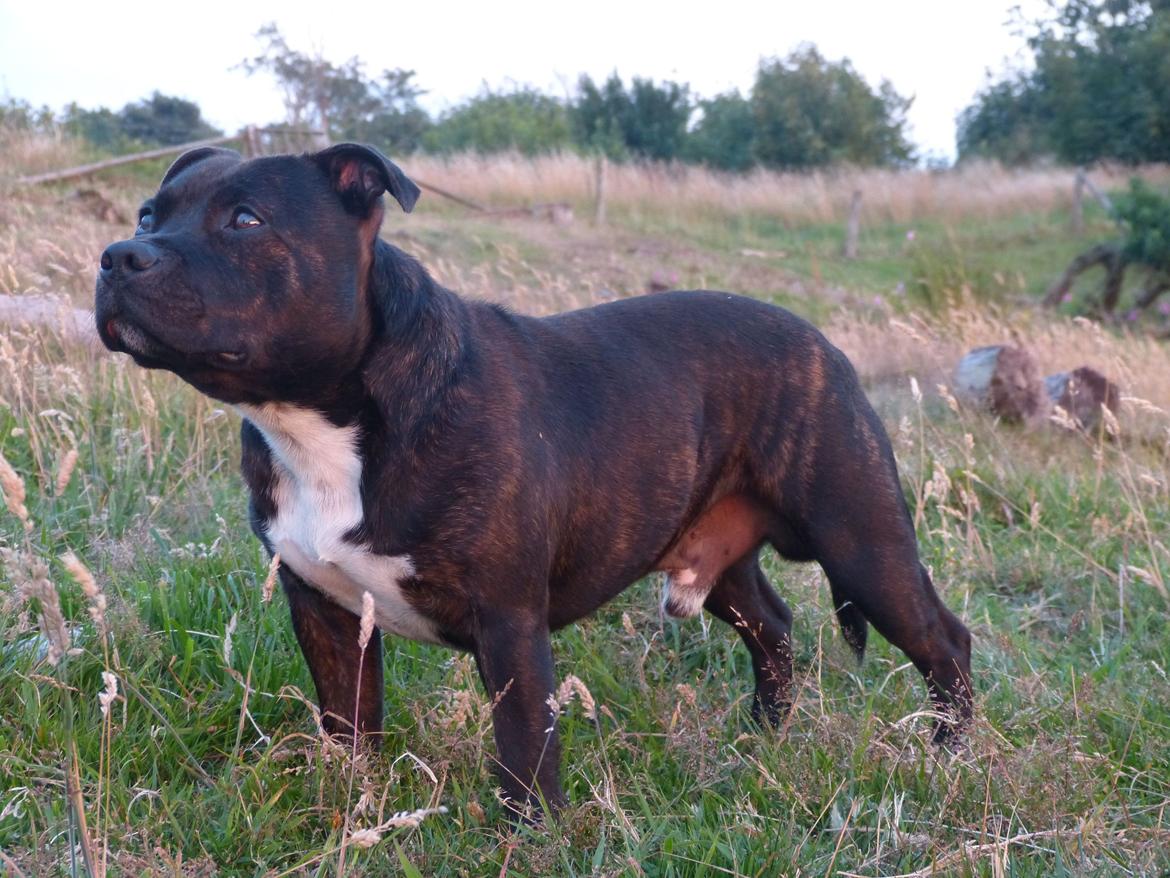 Staffordshire bull terrier Enzo billede 19