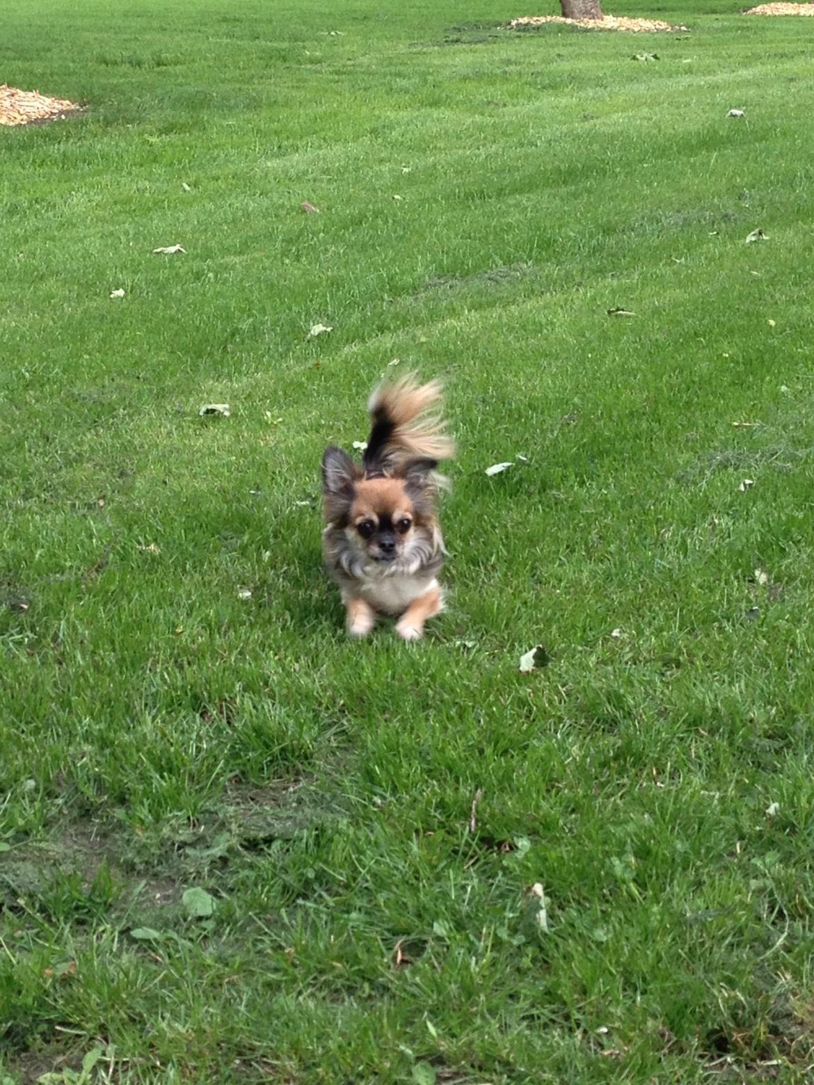 Chihuahua Langhåret - COCO billede 10